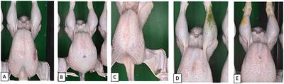 Inter-observer reliability of a scoring system to evaluate bruises on turkey carcasses